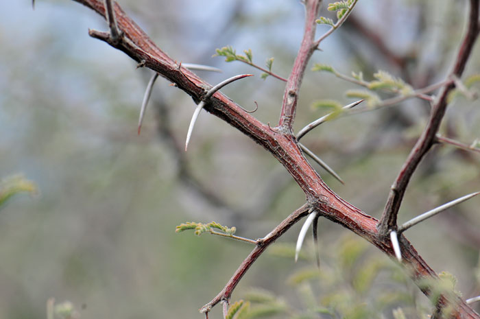 Whitethorn Acacia Tree or large shrub; the species has paired slender white stipular spines up to 1 inch (3 cm) long as shown in the photograph above.  Vachellia constricta (=Acacia constricta)